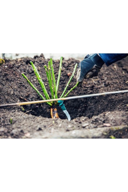  Троянда великоквіткова (лососева) ШТАМБ